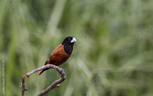 Black- headed Munia animal portrait close up shot.