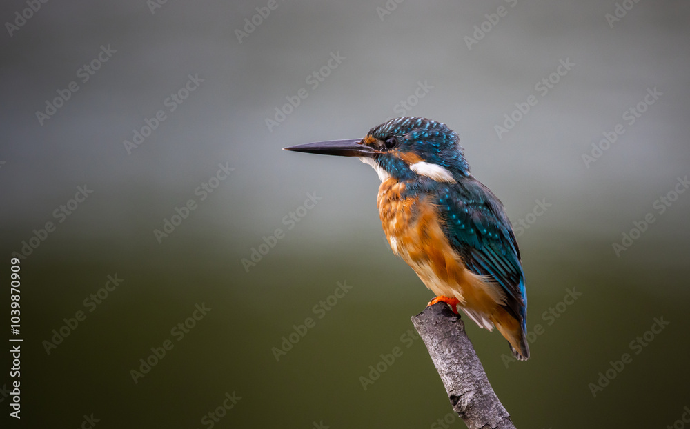 Fototapeta premium Common kingfisher on the branch tree animal portrait.