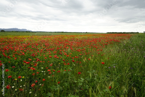 Landscape Catalonian. A diverse Country. Emporda. 