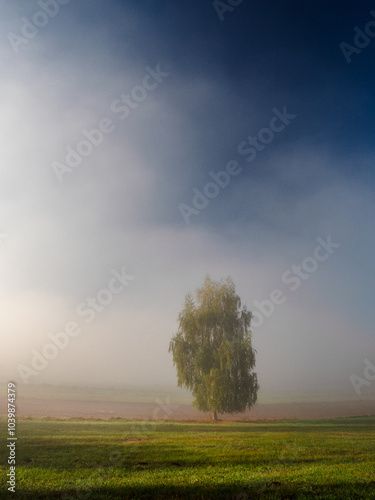 Fototapeta Naklejka Na Ścianę i Meble -  Brzoza o zamglonym wschodzie.