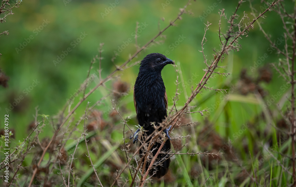 The Lesser Coucal is an endemic bird that lives in many areas in Southeast Asia.