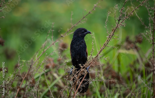 Obraz na płótnie The Lesser Coucal is an endemic bird that lives in many areas in Southeast Asia. w salonie