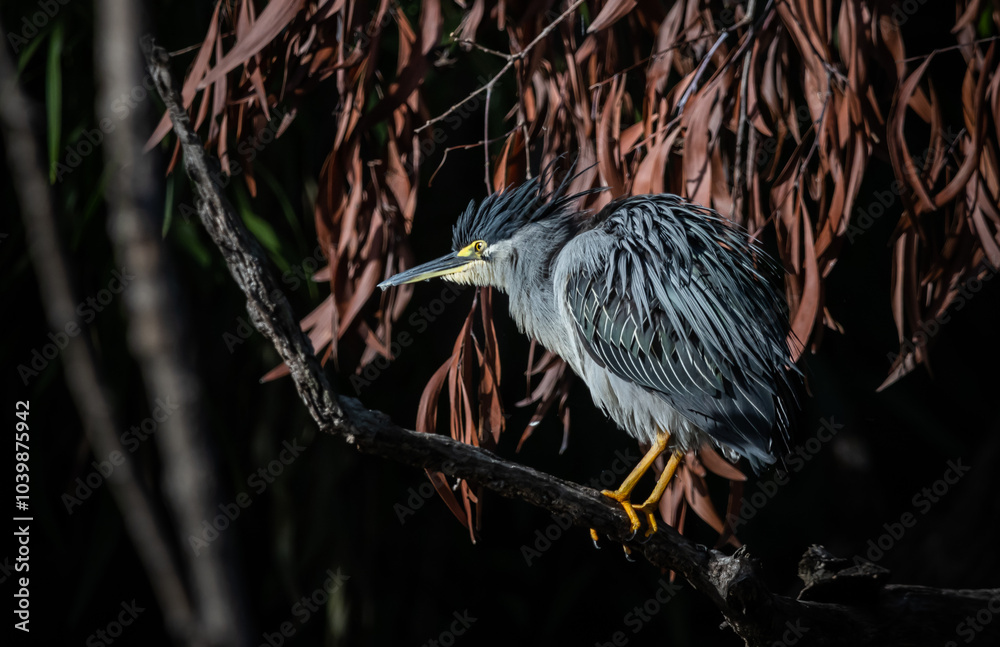 Little Heron is a resident bird that can be found in many areas of Thailand.