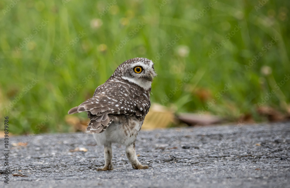 Spotted owl is a bird of prey belonging to the owl family. that can be found in Thailand.