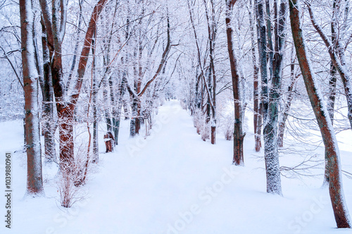 Winter landscape, snowy trees along the winter park alley in winter cloudy day. Winter snowy landscape scene