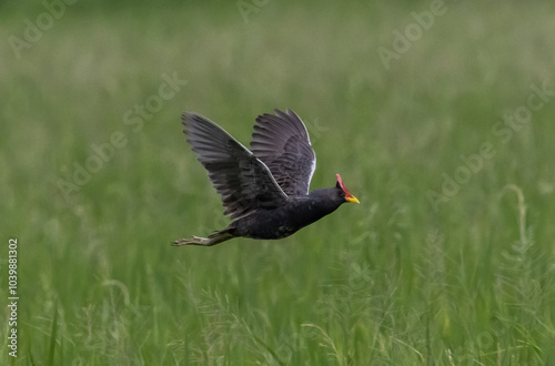 Watercock is a resident bird that lives in many areas in Southeast Asia.