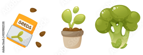 Process of growing broccoli from seeds, from sprouts to mature plant. Seeds, seedlings, sprout, vegetable, broccoli, harvest. Home gardening. Plant growth stage, life cycle, on white background.