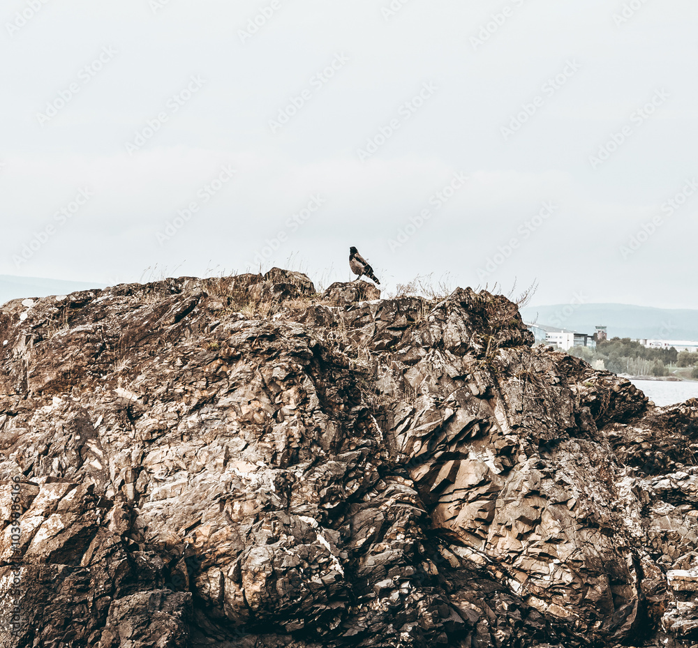 Bird on Bygdøy Island in Oslo, Norway, sitting on a rock