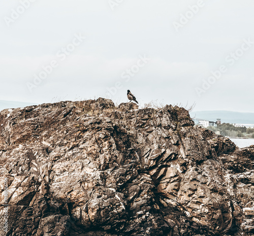 Obraz na płótnie Bird on Bygdøy Island in Oslo, Norway, sitting on a rock w salonie