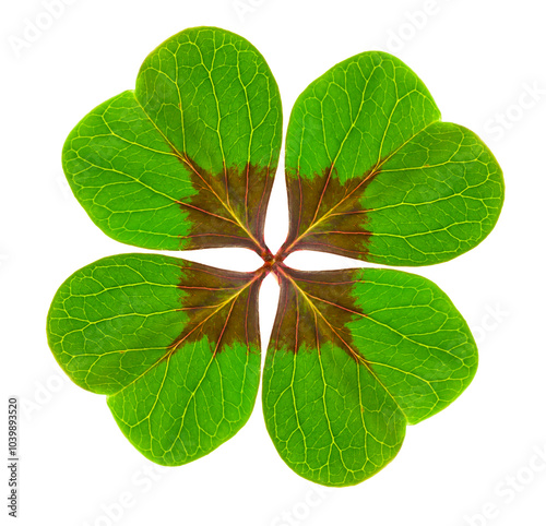 Vierblättriges Kleeblatt vor weisem Hintergrund