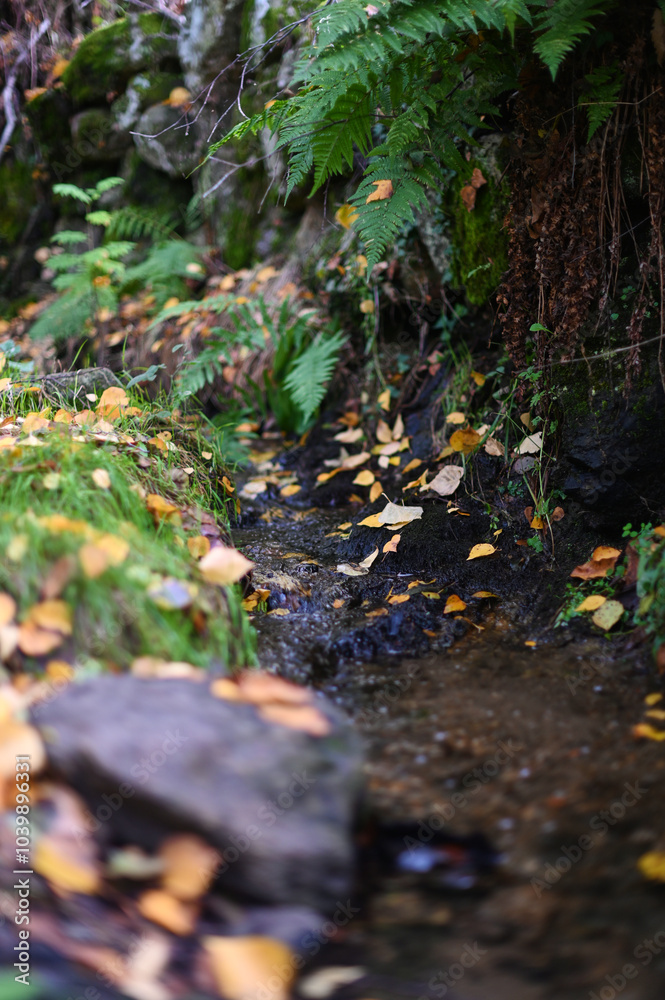 ferns in one of the channels of Candelario in the Cuerpo de Hombre River ferns in one of the channels of Candelario in the Cuerpo de Hombre River