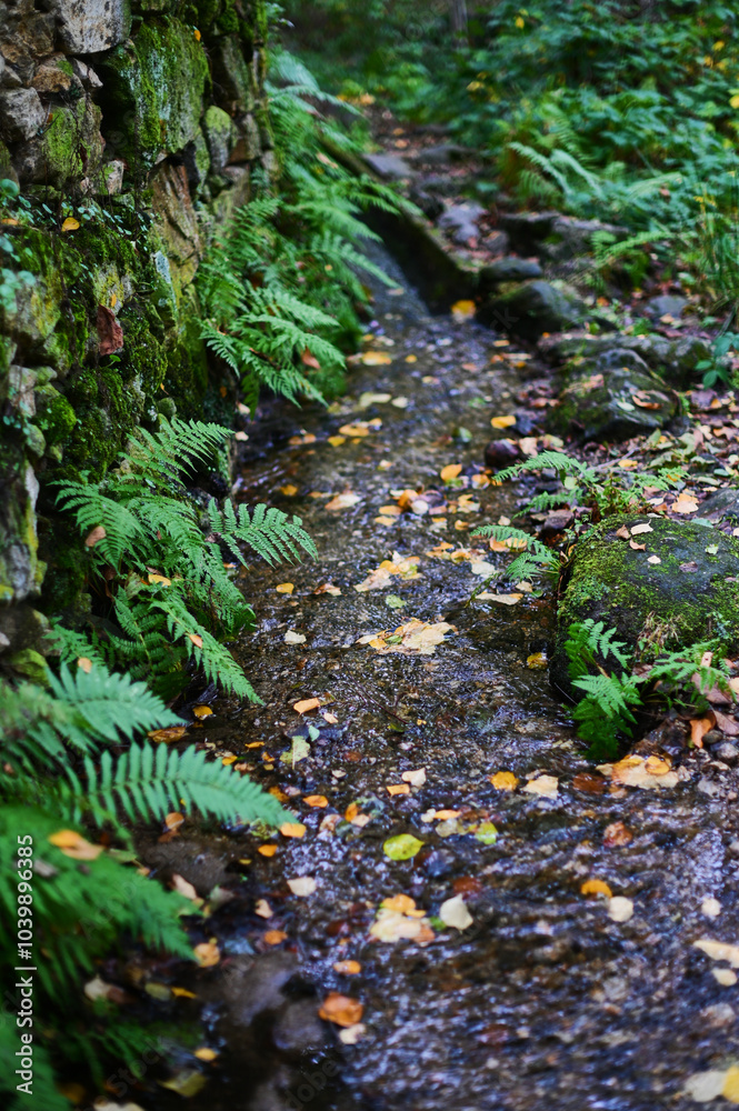 Fototapeta premium ferns in one of the channels of Candelario in the Cuerpo de Hombre River
