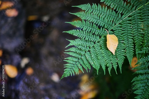 ferns in one of the channels of Candelario in the Cuerpo de Hombre River photo