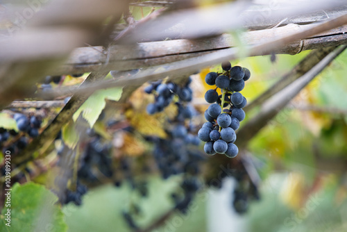 Grappe de raison vigne vin
