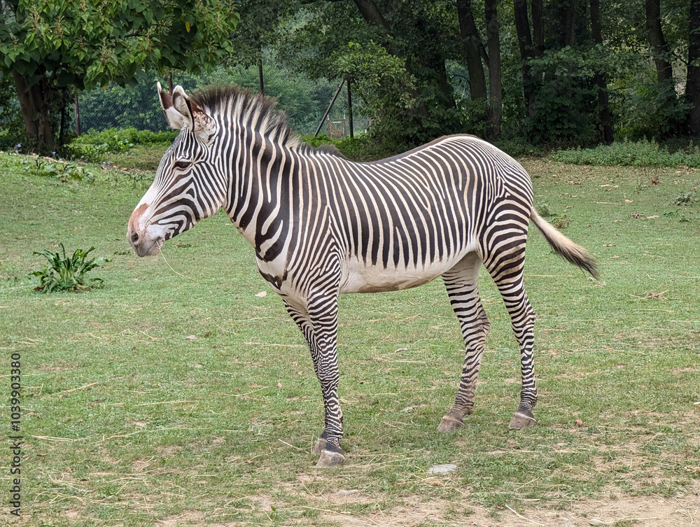 young zebra in the green grass young zebra in the green grass