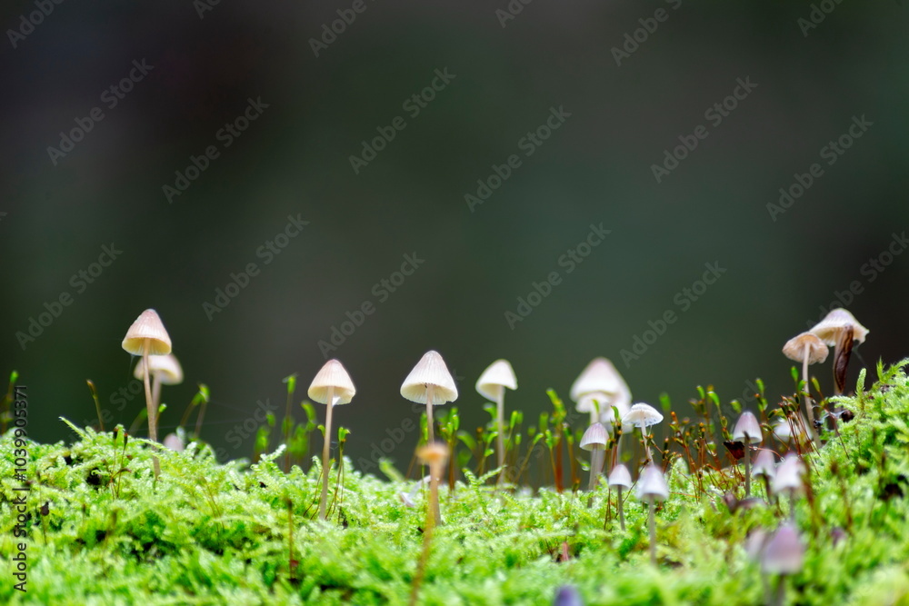 Close-up of small mushrooms growing in green moss. Nature scene with delicate fungi in a forest setting.