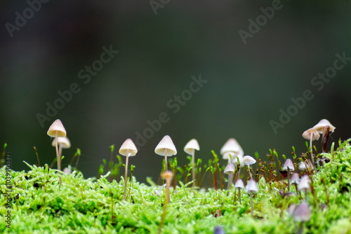 Obraz na płótnie Close-up of small mushrooms growing in green moss. Nature scene with delicate fungi in a forest setting. w salonie