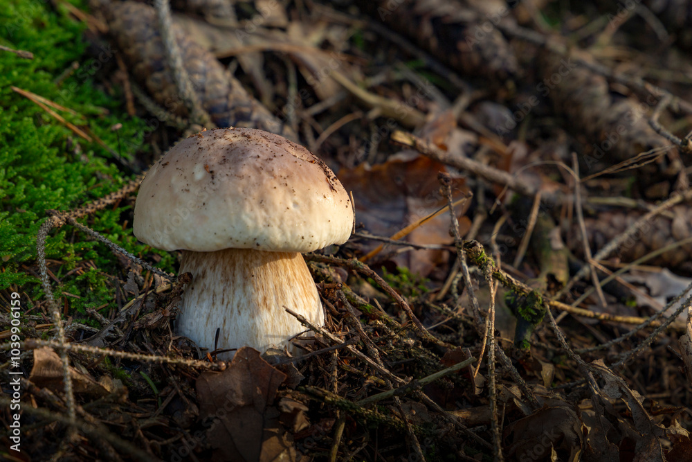 Big white mushroom - (porcini or boletus) in autumn forest.