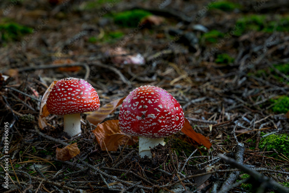 Fly agaric mushroom - in autumn forest.