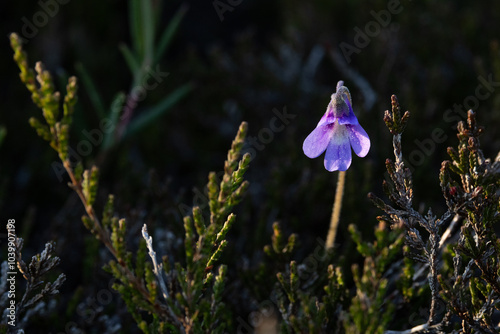 Close-up of a perennial carnivorous plant, Common butterworts blossom on a summer day in a wetland in Riisitunturi National Park, Northern Finland photo