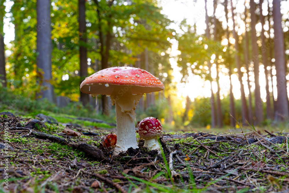 Fly agaric mushroom - in autumn forest.