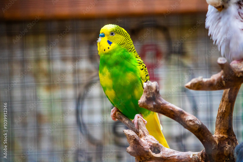 Obraz premium Beautiful yellow and green lovebird.