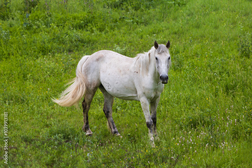 Portrait of a white horse on a summer green meadow photo