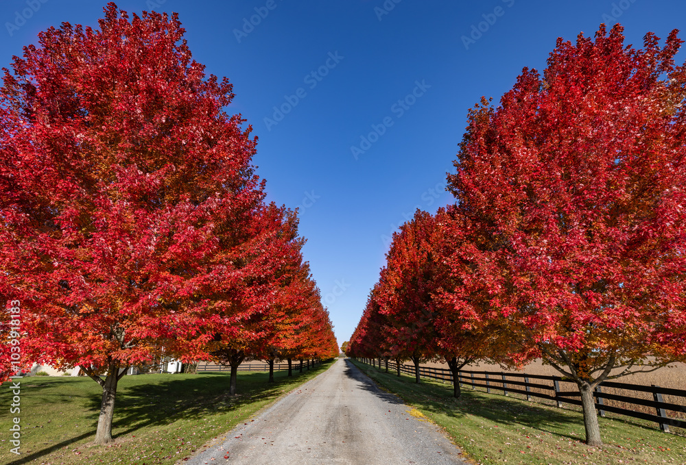 Red maple tree lined driveway in autumn near Ottawa, Ontario, Canada