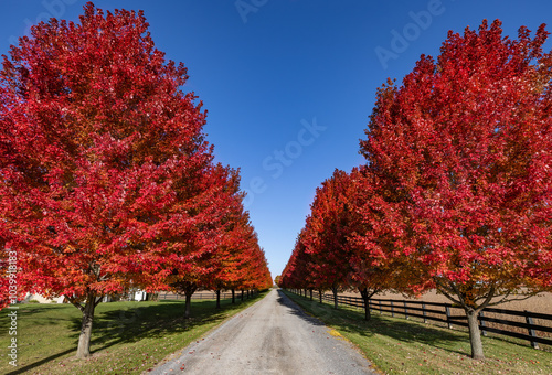 Obraz na płótnie Red maple tree lined driveway in autumn near Ottawa, Ontario, Canada w salonie
