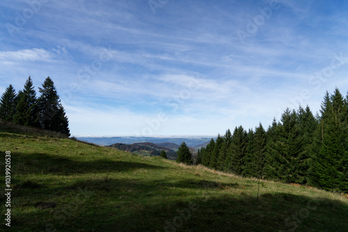 landscape with tress and grass in autumn colours in the Austrian mountains