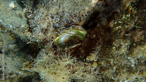Fotografie European flat oyster or common oyster (Ostrea edulis) empty shell and clump of C