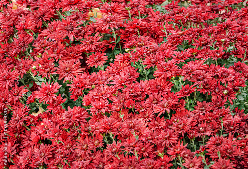 Harmony of red chrysanthemums in the morning garden, illuminated by soft sunlight, create a calm and peaceful atmosphere with bright and delicate flowers against the backdrop of autumn foliage Harmony of red chrysanthemums in the morning garden, illuminated by soft sunlight, create a calm and peaceful atmosphere with bright and delicate flowers against the backdrop of autumn foliage