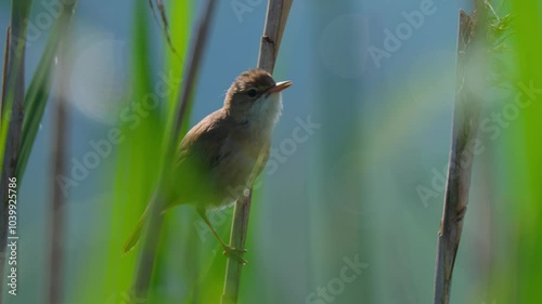 Marsh warbler (Acrocephalus palustris) singing in the reeds