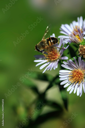 Bee sitting on white flower