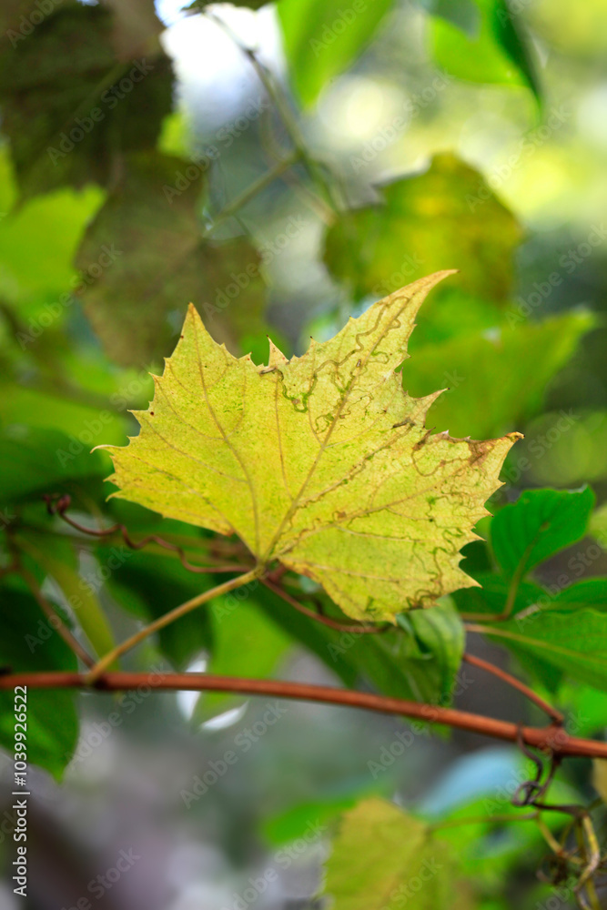 Yellow leaf on nature background Yellow leaf on nature background