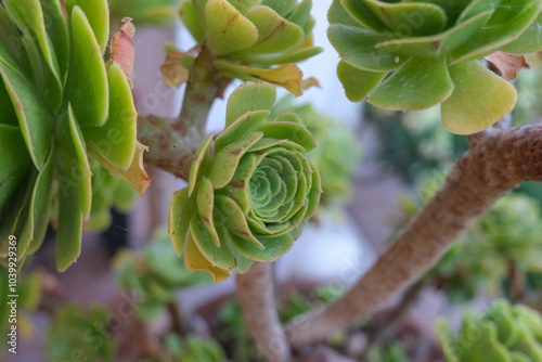 Succulent plant Aeonium arboreum, family Crassulaceae closeup across succulents. Succulents garden photo