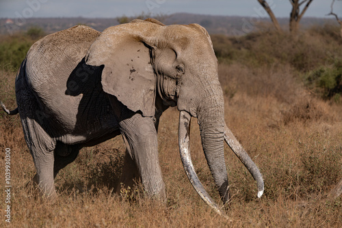 Craig, the most photographed and probably the oldest tusker on earth