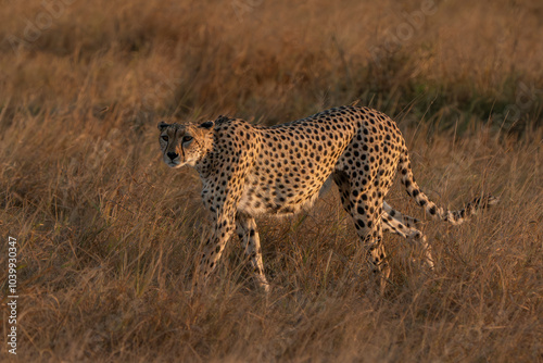 Lone cheetah looking for a prey in the Masai Mara savanna photo
