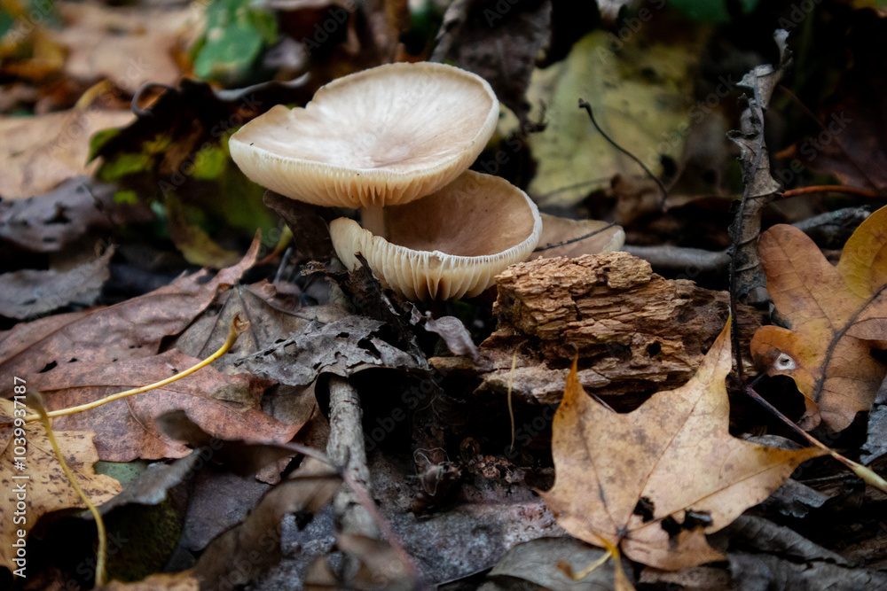 Mushrooms and autumn leaves in the forest in natural light Mushrooms and autumn leaves in the forest in natural light