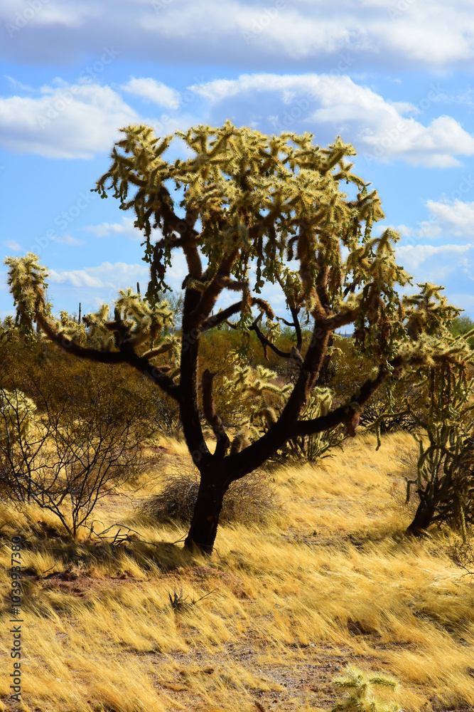 Cholla cactus, Close up, Sonora Desert, Mid Fall Cholla cactus, Close up, Sonora Desert, Mid Fall