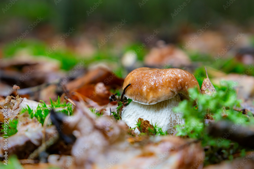 Boletus edulis - edible mushroom.