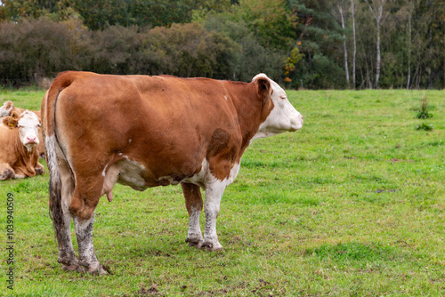 Obraz na płótnie Cows grazing in the pasture w salonie