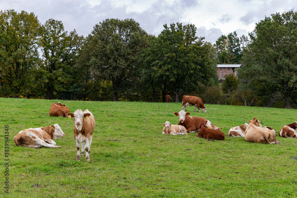 Cows grazing in the pasture