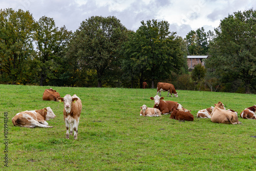 Obraz na płótnie Cows grazing in the pasture w salonie