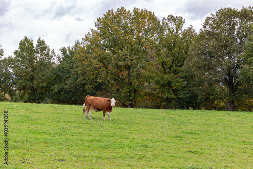 Obraz na płótnie Cows grazing in the pasture w salonie