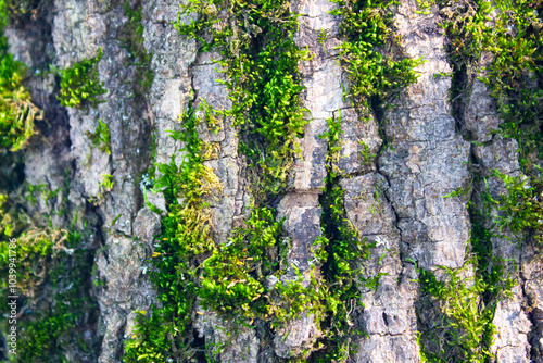 Green moss on the bark of a tree. Mossy vegetation on a tree. photo