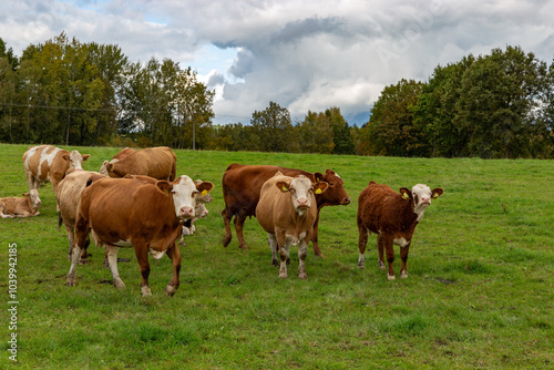 Obraz na płótnie Cows grazing in the pasture w salonie