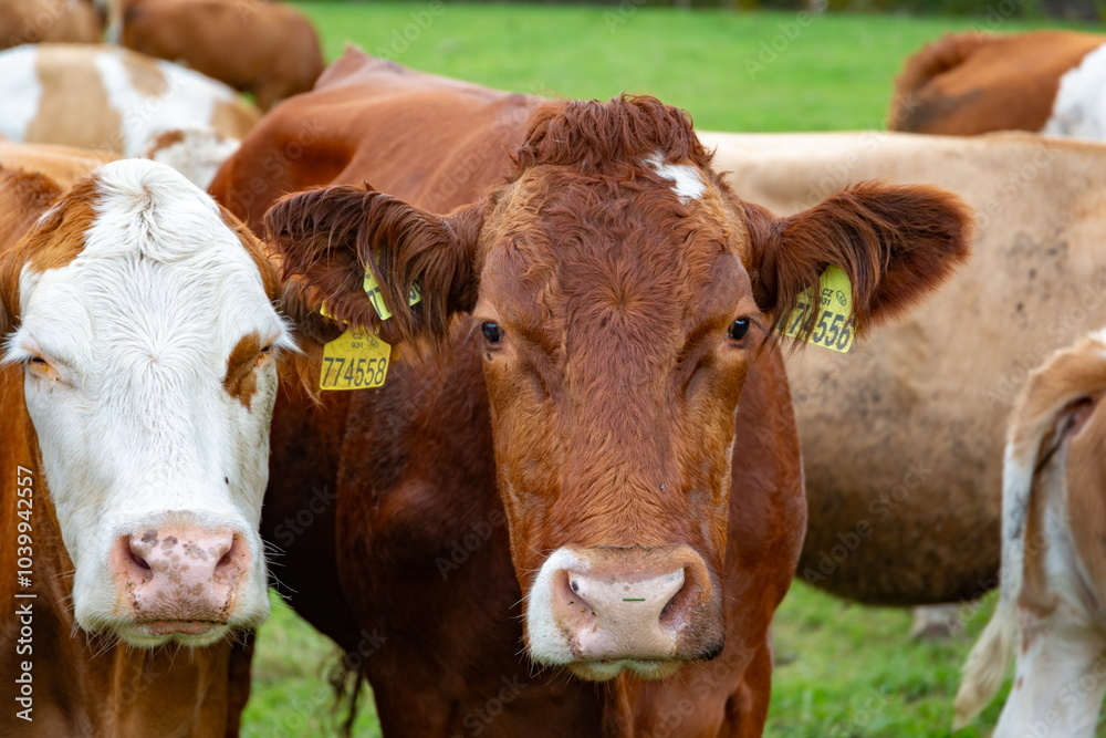 Cows grazing in the pasture