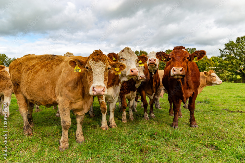 Cows grazing in the pasture