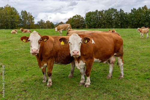 Obraz na płótnie Cows grazing in the pasture w salonie